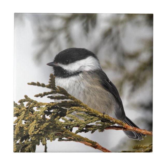 Chickadee_9505 Tile (Front)