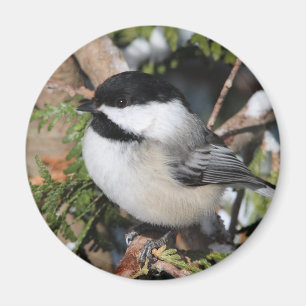 Chickadee_9530 Magnet