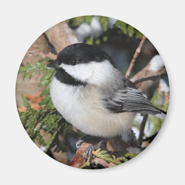 Chickadee_9530 Magnet (Front)