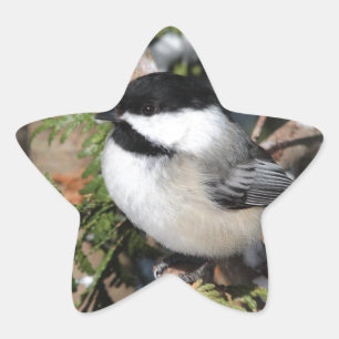 Chickadee_9530 Star Sticker
