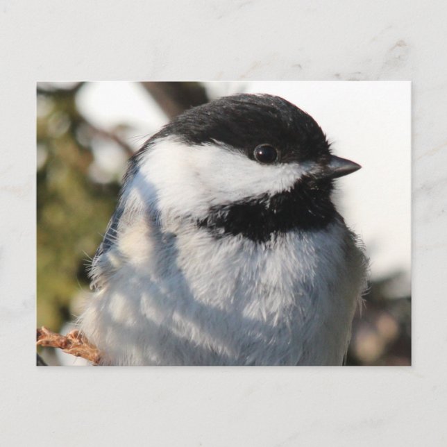 Chickadee 9693 postcard (Front)