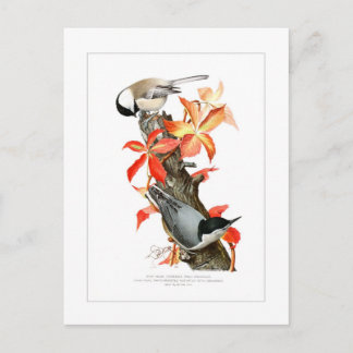 Chickadee and Nuthatch Postcard