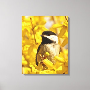 Chickadee Bird in Forsythia Flowers Canvas Print