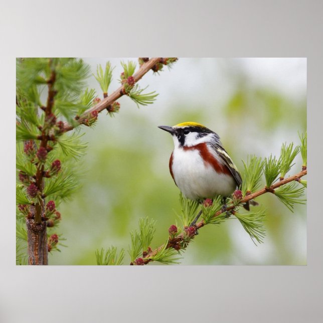 Chickadee Bird Nature Wall Poster (Front)