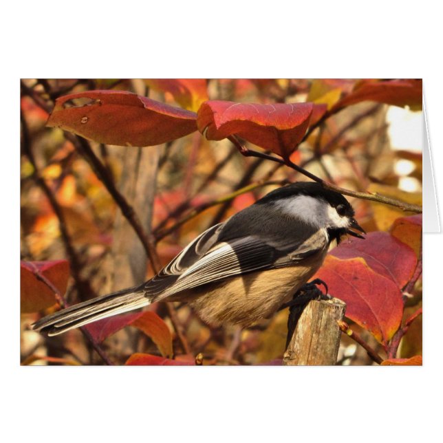 Chickadee Bird with Pink Red Autumn Leaves (Front Horizontal)