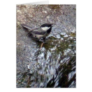 Chickadee Card