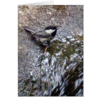 Chickadee Card
