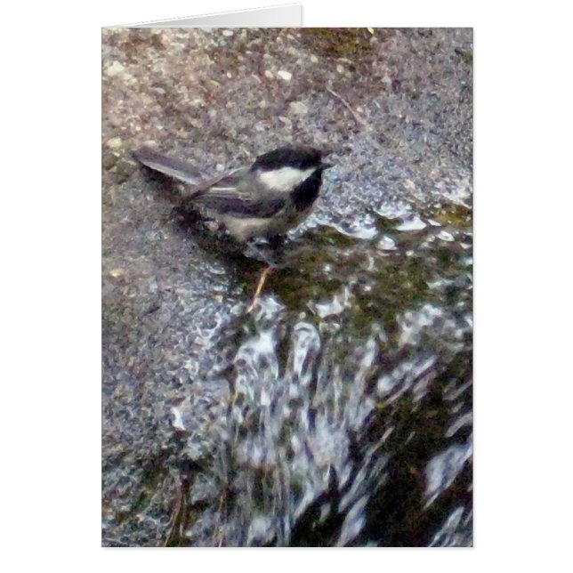 Chickadee Card (Front)