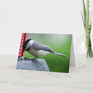 Chickadee Card