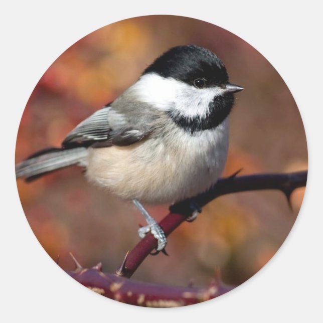 Chickadee Classic Round Sticker (Front)