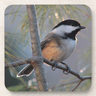 Chickadee Coaster