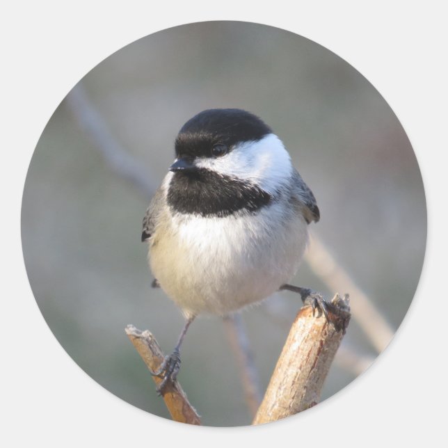 Chickadee Envelope Sticker (Front)
