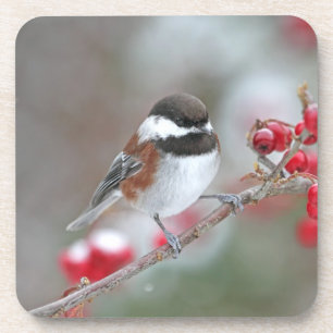 Chickadee in Falling Snow with Red Berries Coaster