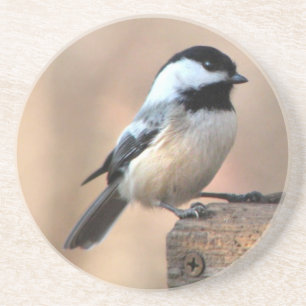 Chickadee in Golden Light Coaster
