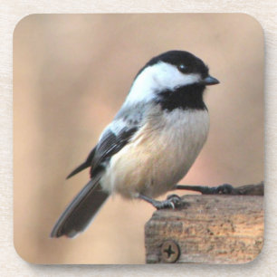 Chickadee in Golden Light Coaster