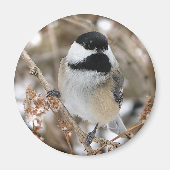 Chickadee Magnet (Front)
