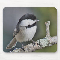 Chickadee