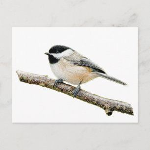 Chickadee on Branch Postcard