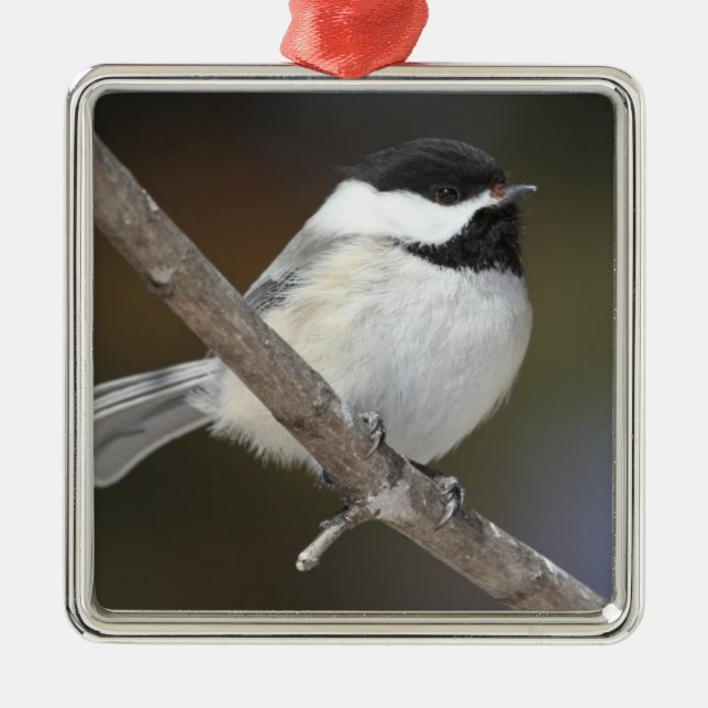 Chickadee Ornament (Front)