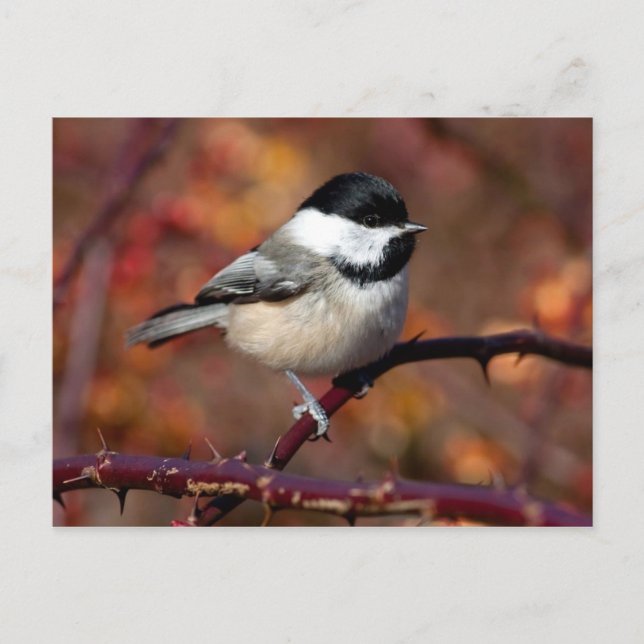 Chickadee Postcard (Front)