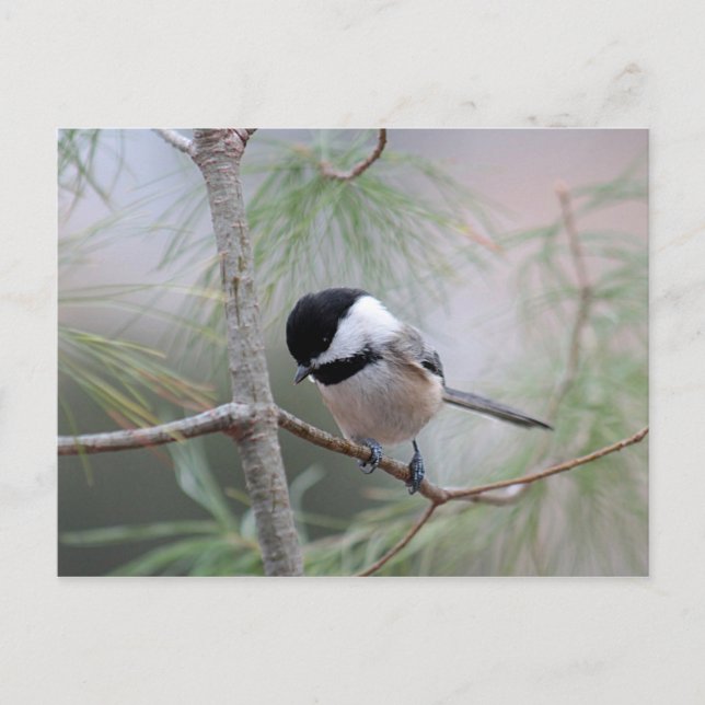 Chickadee Postcard (Front)