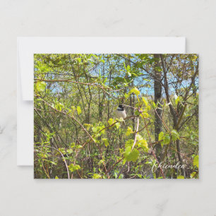 Chickadee Postcard