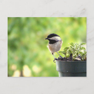 Chickadee Postcard