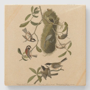 Chickadees and Bushtit, Audubon's Birds of America Stone Coaster