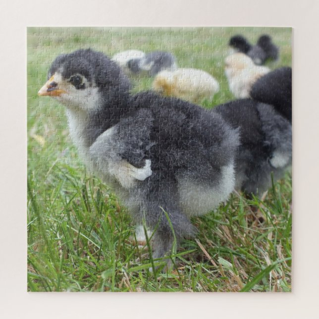 chicken, animal, chick, bird, farm, cute, puzzle, jigsaw puzzle (Vertical)