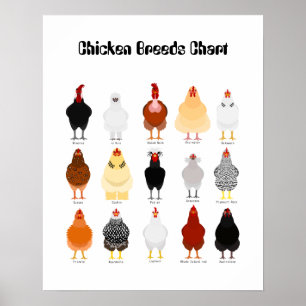chicken breeds chart