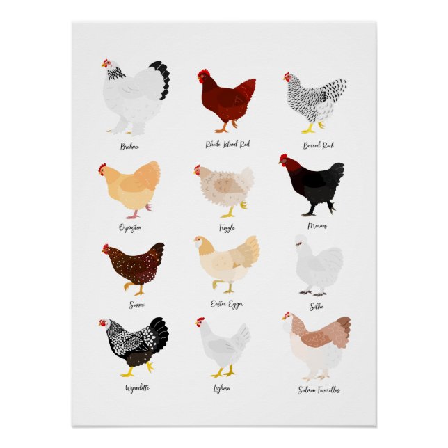 chicken breeds chart (Front)