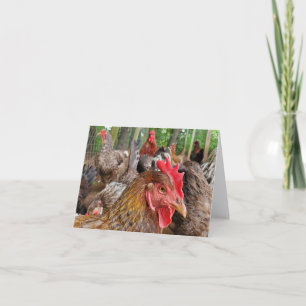 Chicken Card