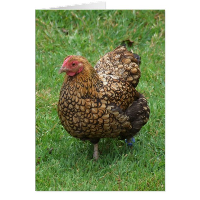 Chicken Card (Front)