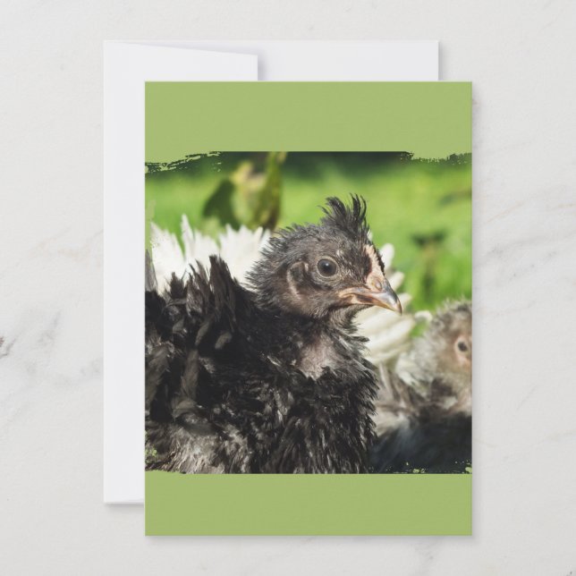 chicken chicks (Front)