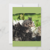 chicken chicks