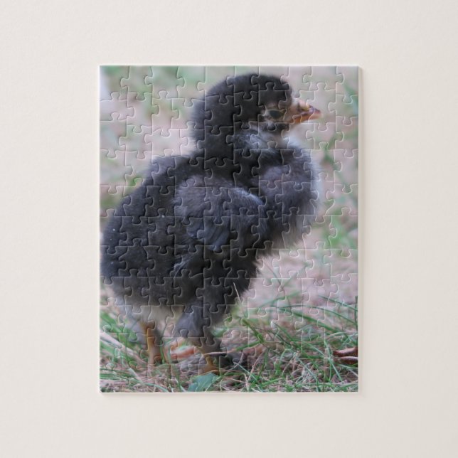 chicken, chicks, chickens, chick, animal, bird, jigsaw puzzle (Vertical)