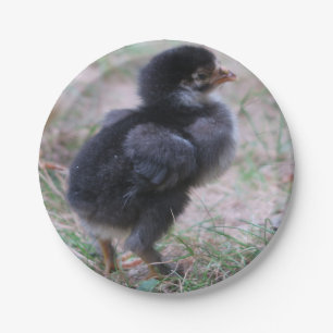 chicken, chicks, chickens, chick, animal, bird, paper plate