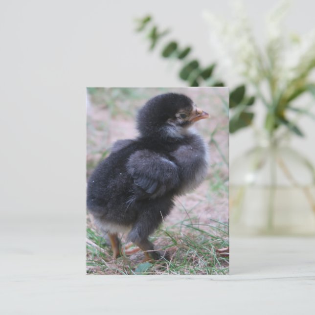 chicken, chicks, chickens, chick, animal, bird, postcard (Standing Front)