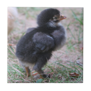 chicken, chicks, chickens, chick, animal, bird, tile