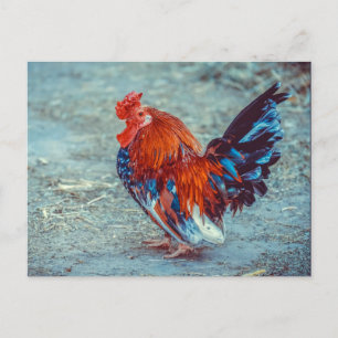 Chicken Colourful Rooster Photo Postcard