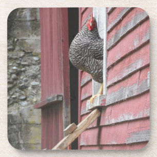 Chicken Coop Coaster