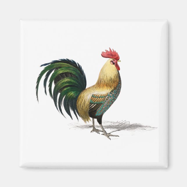 Chicken coop Rooster Magnet (Front)