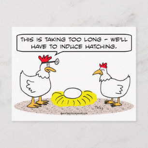 chicken doctor induce hatching egg postcard