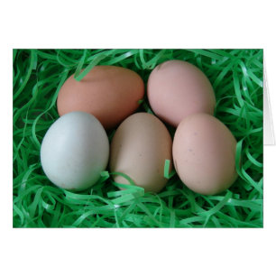 Chicken Eggs