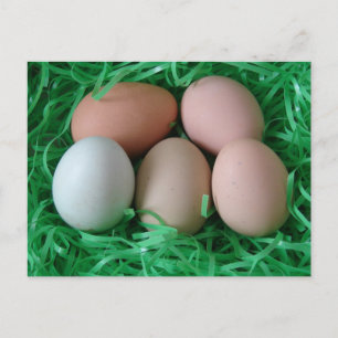 Chicken Eggs Postcard