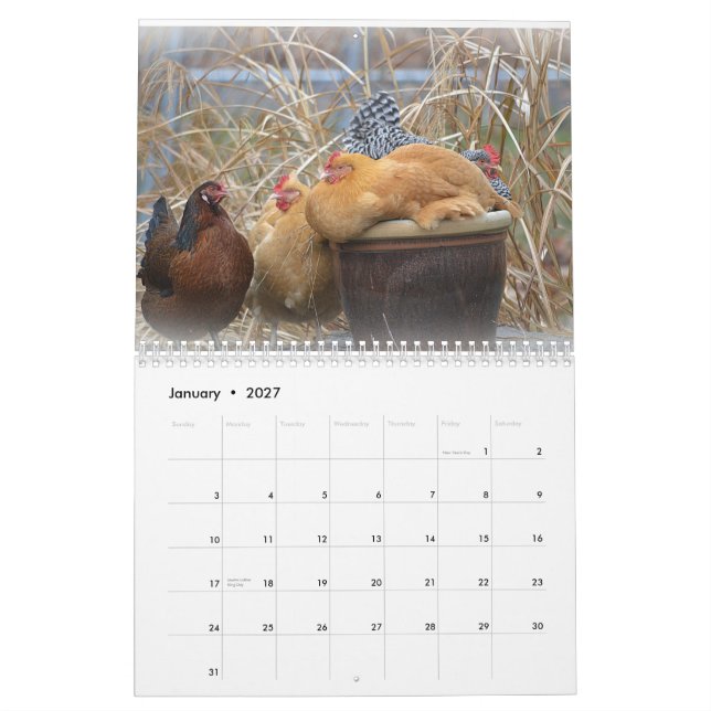 Chicken Farmyard Calendar (Jan 2027)