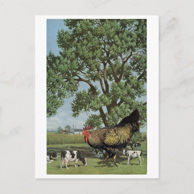 Chicken feed - invitation postcard (Front)