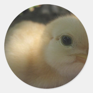 chicken fool classic round sticker