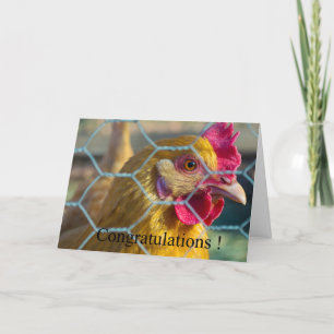 Chicken graduation card