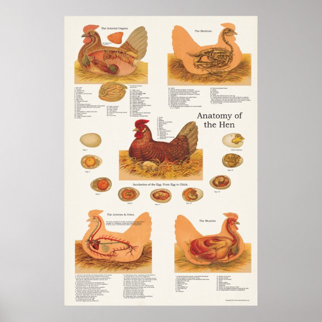 Chicken Hen Anatomy Poster (Front)